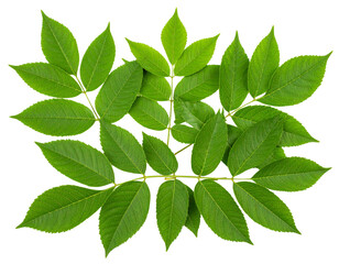 Obraz premium Realistic ash leaf cluster with serrated edges, isolated on a transparent background