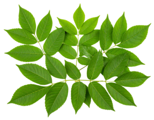 Realistic ash leaf cluster with serrated edges, isolated on a transparent background
