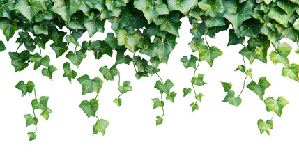 ivy png