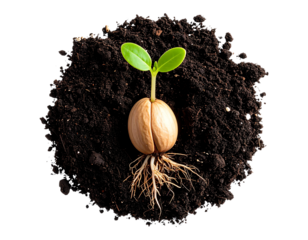 Realistic sprouting seed in soil, early growth stage, isolated on a transparent background