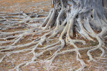 Big tree roots and trunk spreading out beautiful in the tropics. The concept of care and environmental protection.