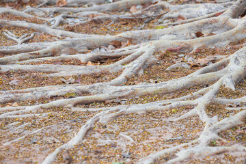 Big tree roots and trunk spreading out beautiful in the tropics. The concept of care and environmental protection.