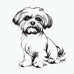 shih tzu dog