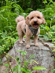 Small Poochon Dog On A Log In A Forest Woods