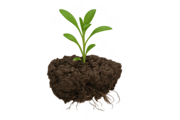 Young plant growing in a clod of earth with visible roots on transparent background