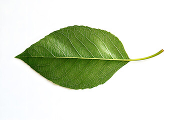 a leaf is laying on a white surface