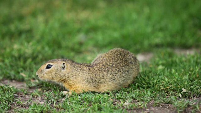 4K video of ground squirrel on grass. Small rodent foraging and moving in natural habitat. Wildlife nature, animal behavior, and outdoor scene captured in high resolution. Spermophilus ground squirrel