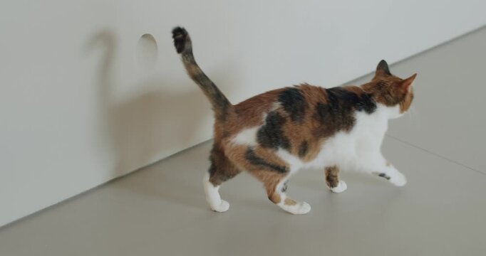 A calico cat walks along a white wall and light gray floor. The cat has white, orange, and black fur. The wall has a hole in it.