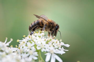 A dreamy collection of bees and bumblebees in motion. Each image reveals the grace and purpose of...