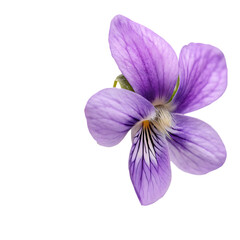 A beautiful close up of a purple viola flower showing its delicate petals isolated on a transparent background png