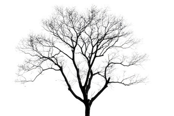 Obraz premium Tree Silhouette Stands Majestic Against a Dark Sky and a Bare Branch Theme.