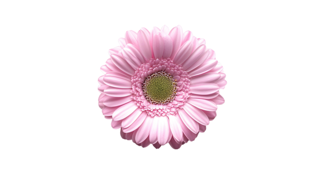real flowers png