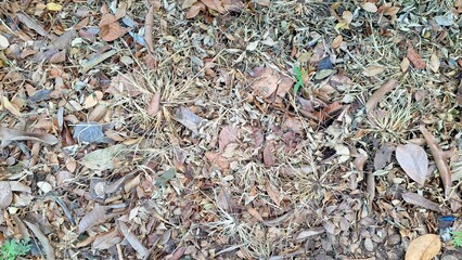 A carpet of dry, brown fallen leaves blankets the ground, creating a rich, organic texture typical...