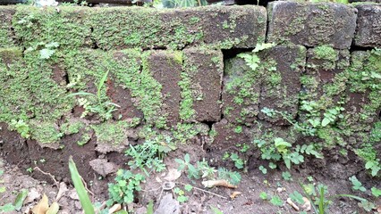 Detailed texture of old, weathered bricks where vibrant green moss has taken hold, creating a...