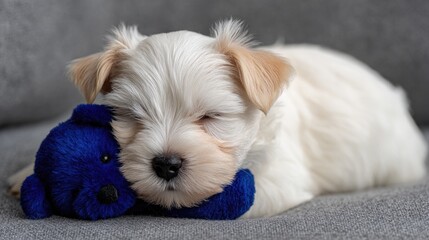 Maltese puppy is peacefully sleeping on bed, embracing its blue teddy bear surrounded by soft bedding and gentle lighting