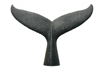 Large whale tail emerging from transparent background