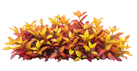 Golden Hour Leaves A Dance of Red and Yellow isolated on white or transparent background