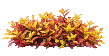 Golden Hour Leaves A Dance of Red and Yellow isolated on white or transparent background