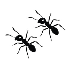Two black ants silhouetted against a white background
