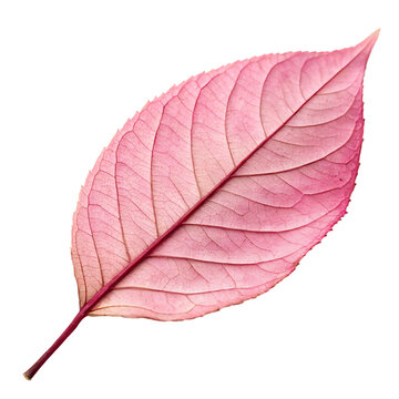 A close up detail of a beautiful pink leaf from a tropical plant isolated on a transparent background png