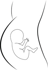 Fetus in Womb Outline .Safe inside mama's belly.