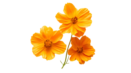 orange flowers png
