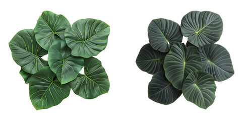 Lush Green Elephant Ear Foliage – Natural Beauty isolated on white or transparent background
