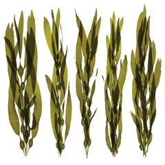 wheat ears isolated on white, wheat, field, agriculture, plant, nature, cereal, grain, crop, ear, farm, summer