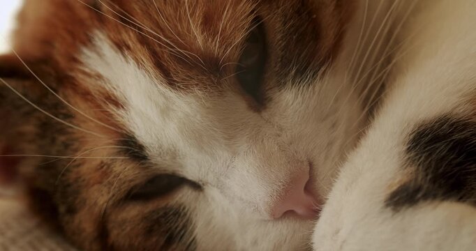 A cute calico cat sleeps peacefully on a beige cushion, curled up with its tail tucked around its body. The cat's fur is a mix of orange, white, and black, creating a beautiful pattern.