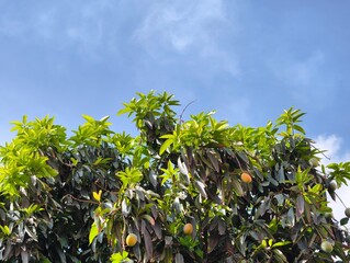 Ripe mangoes hanging on tree branches with green leaves against a blue sky background photo image nature view