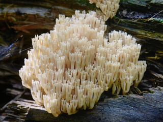 Fungi Herícium coralloídes in its natural environment
