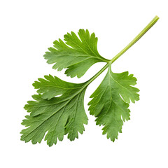 One vibrant green leaf of fresh cilantro herb used for garnishing food isolated on a transparent background png