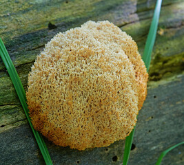 Fungi Herícium coralloídes in its natural environment