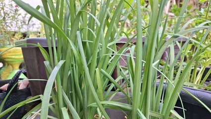 Abundant Lemongrass Plant (Cymbopogon Citratus) Growing in Tropical Climate of Indonesia: Culinary...