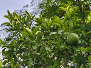 Close up of green lime fruit tree with fresh leaves in garden for healthy eating and organic farming