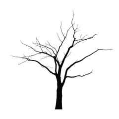 Silhouette of a bare deciduous tree against a white background