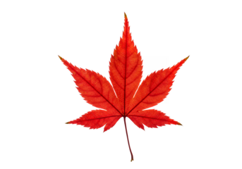A vivid red Japanese maple leaf detailed veins visible set against a stark black background