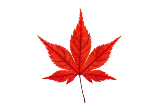 A vivid red Japanese maple leaf detailed veins visible set against a stark black background