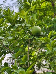 Close up of unripe green pomelo fruit growing on tree with leaves in garden fresh organic citrus fruit