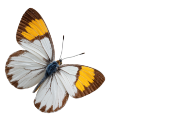 Close-up of a white and yellow butterfly with brown wingtips, isolated on transparent background