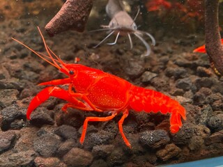 lobster on the beach