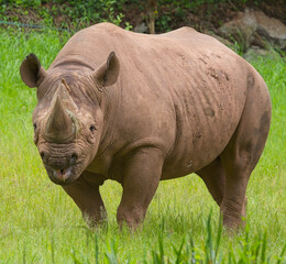 Black Rhinoceros, (Diceros bicornis), a captive animal, Paignton Zoo, Devon, UK.