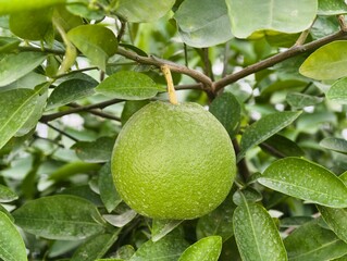 Close up of green unripe pomelo fruit hanging on tree branch with leaves in the garden fresh produce