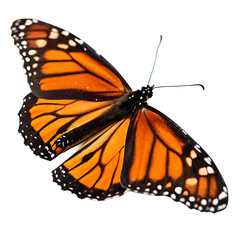 A beautiful monarch butterfly with orange and black wings spread out isolated on a transparent background png