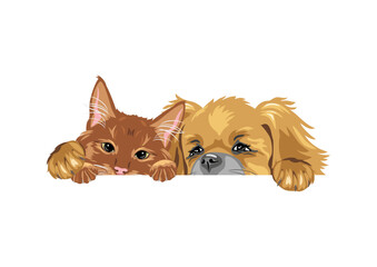 Peeking ginger cat and Pekingese dog are best friends
