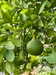 Close up of a green pomelo fruit growing on a tree branch with lush green leaves in the garden view