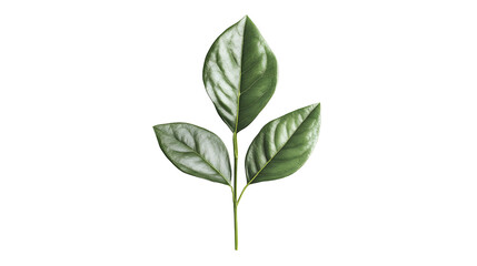 Obraz premium green leaves png
