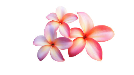 tropical flowers png