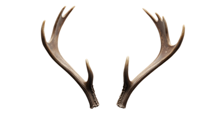 reindeer antlers png