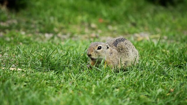 4K video of ground squirrel on grass. Small rodent foraging and moving in natural habitat. Wildlife nature, animal behavior, and outdoor scene captured in high resolution. Spermophilus ground squirrel